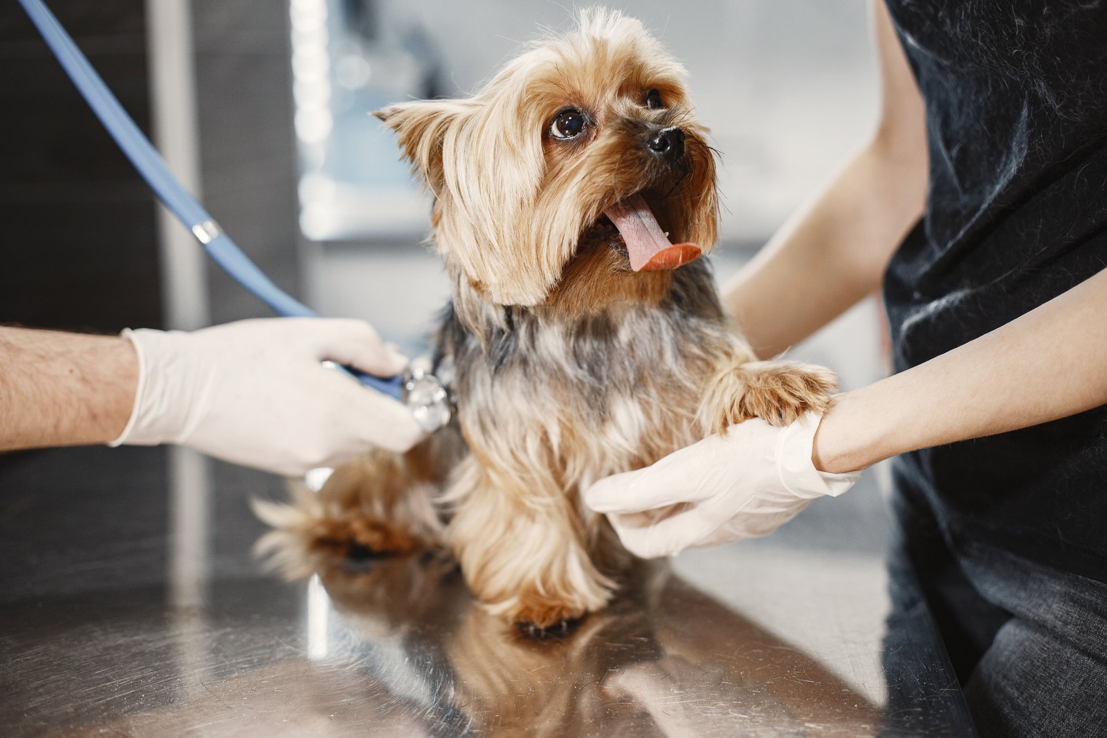 Jak moderní veterinární ortopedie vrací mazlíčkům radost z pohybu